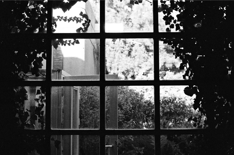 some windows and some plants outside in the day