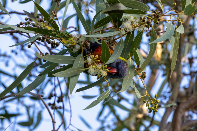 the small bird is hiding in the tree with his food