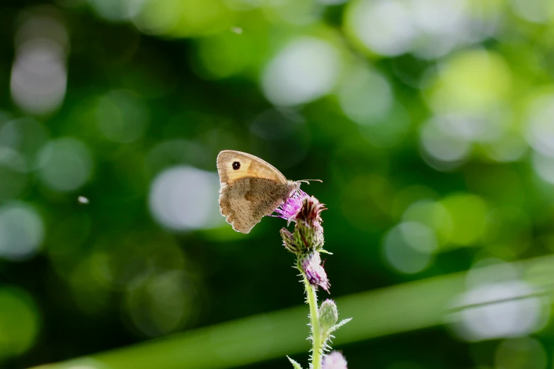 a erfly is perched on the back of a flower