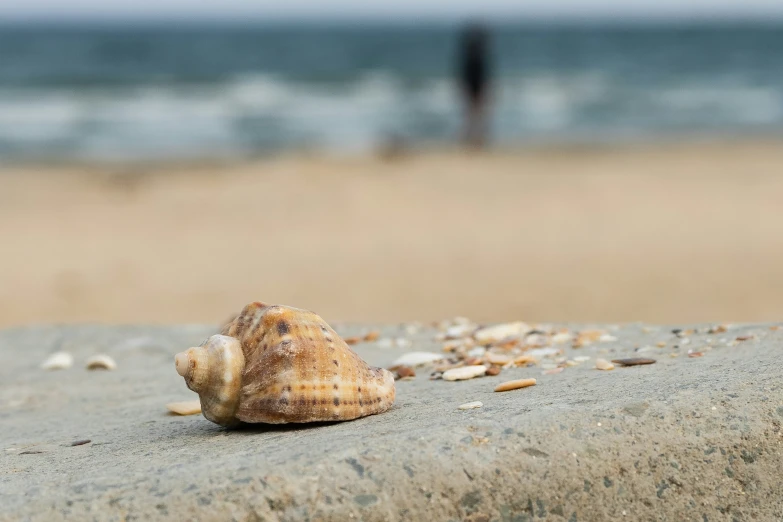 shell on the sand at the beach with an ocean and sky background