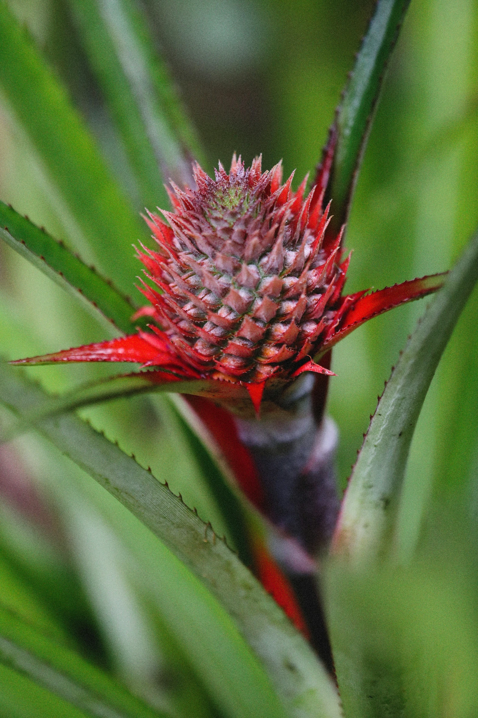 closeup of a plant with very tiny red flowers