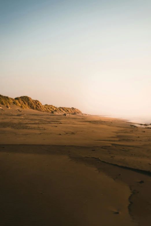 a lone white dog walking on a sandy beach