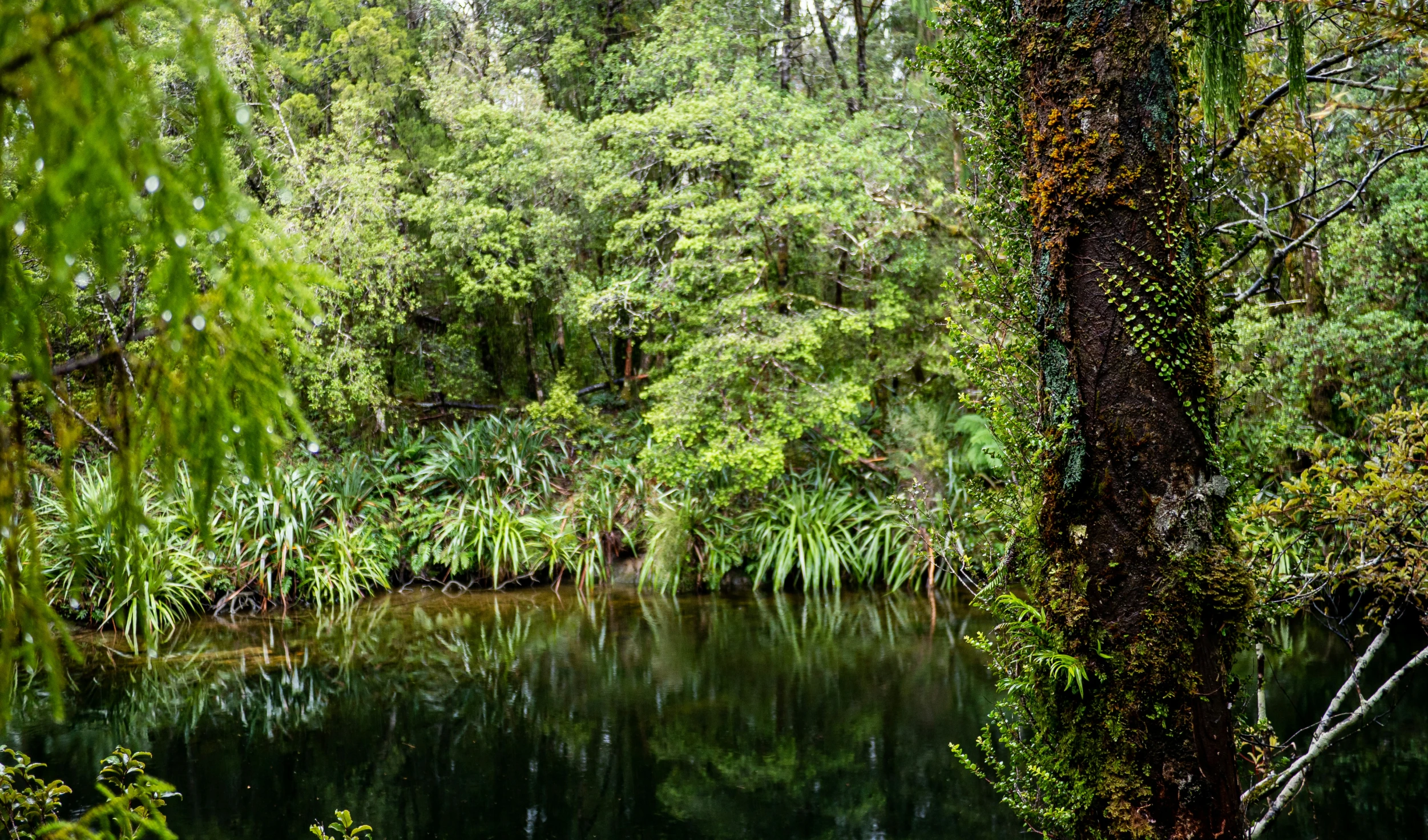 a lake in the forest surrounded by trees