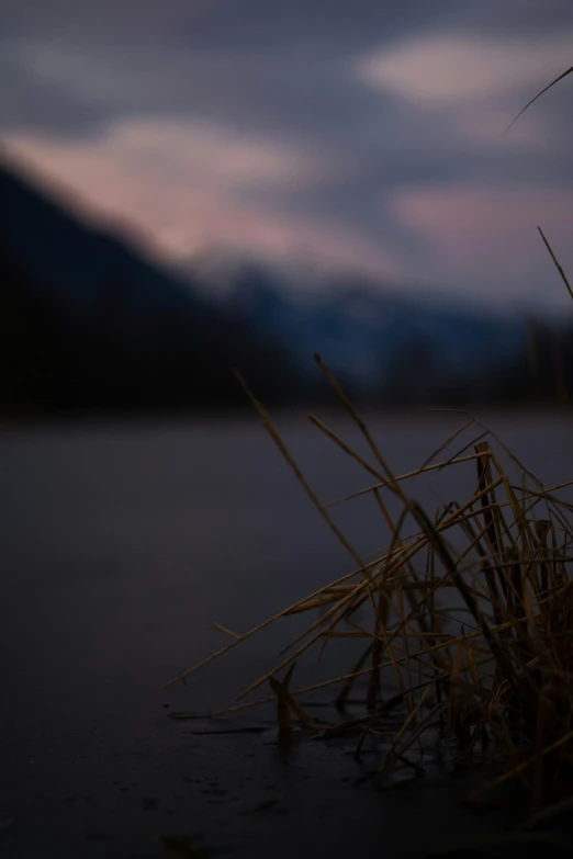 there is a bird standing on top of the reeds