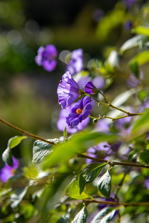 a blue flower is growing on a plant