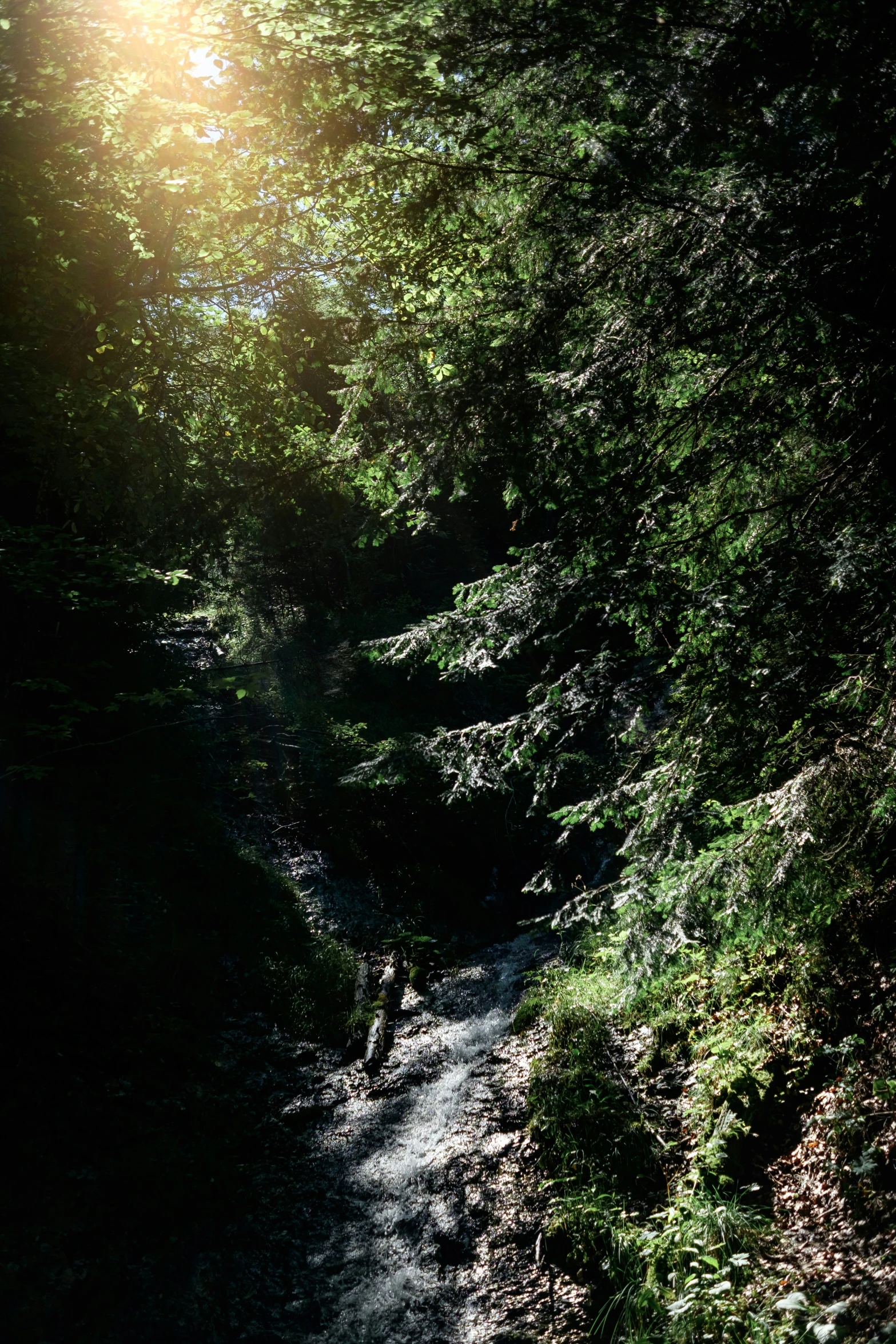 a person is walking along a path in the woods