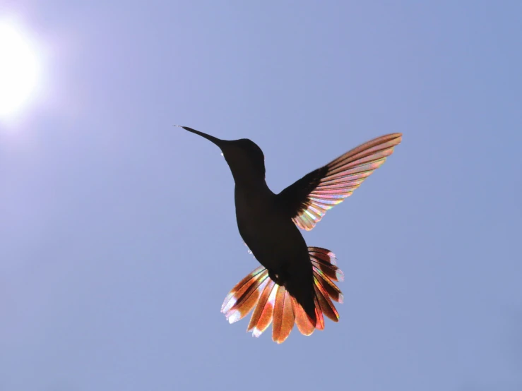 a humming bird is flying in the clear sky
