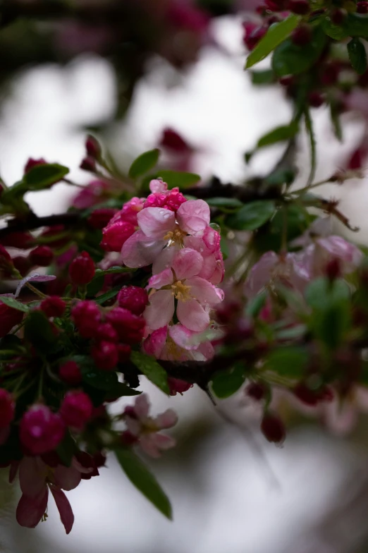 a nch with pink and white flowers