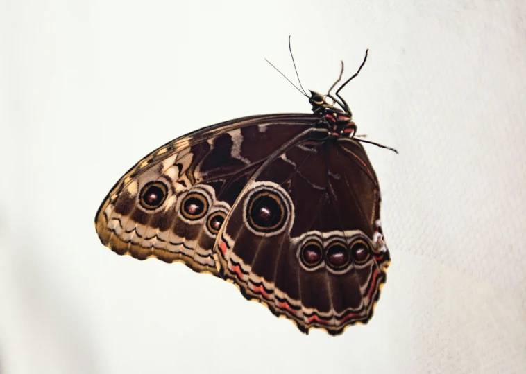 erfly in flight with white back ground