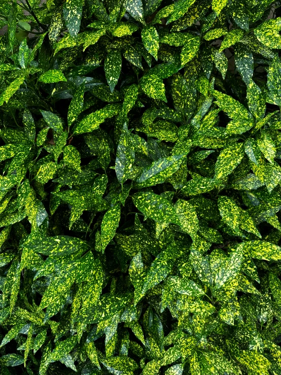 several green plants are growing together