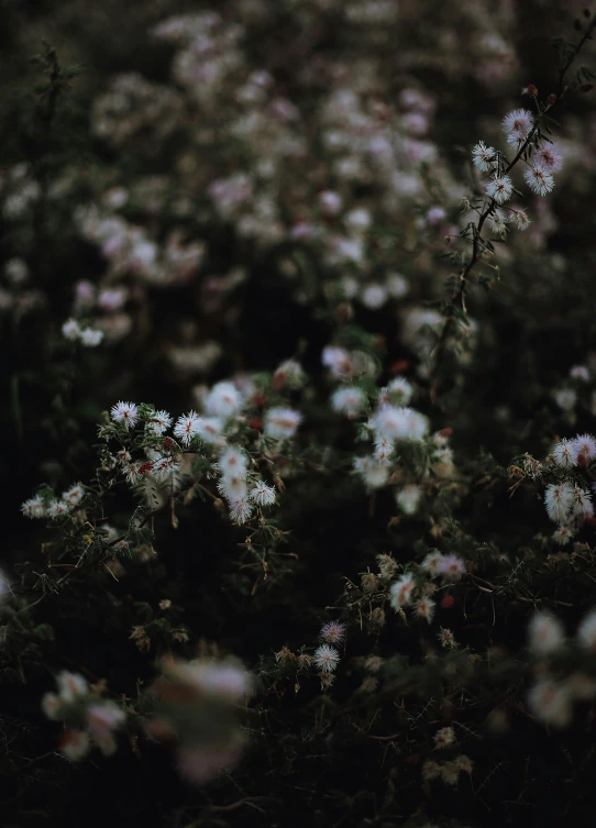 a few white flowers on a very blurry picture