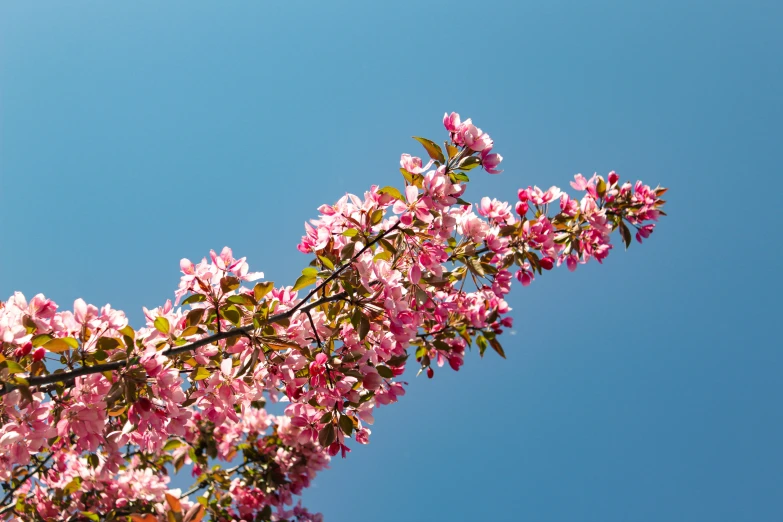 pink flowers against a blue sky background