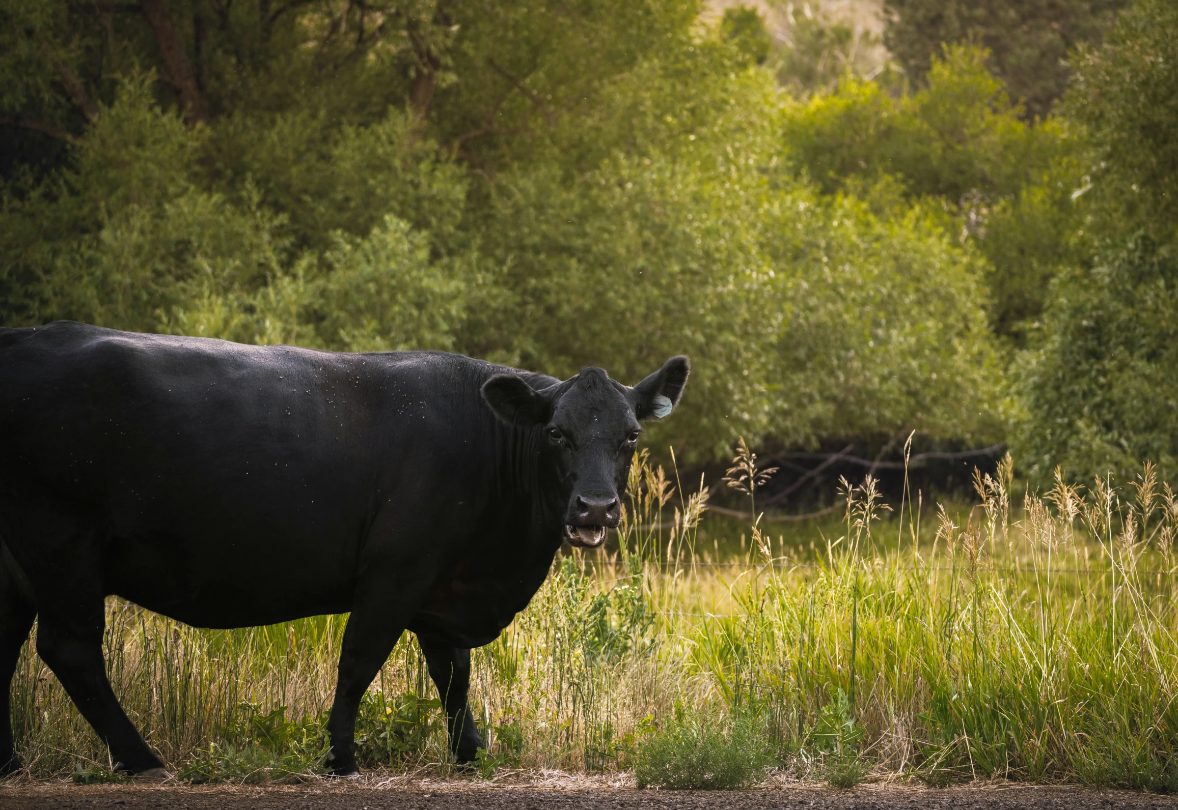 a big black cow standing in a field of grass