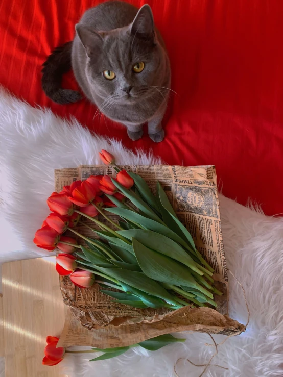 a gray cat is sitting next to bunches of flowers