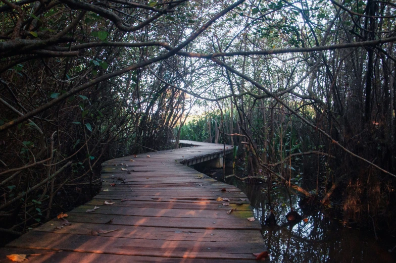 a path over the water that's surrounded by trees