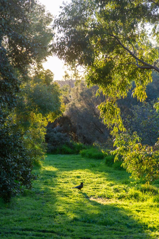 an empty field with the sunlight streaming through the trees