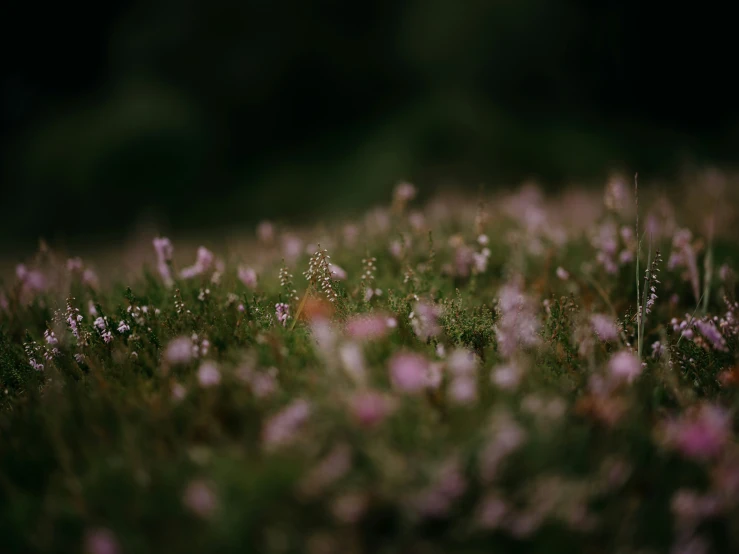 there is an image of a field of flowers