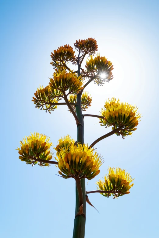 large sun - drenched tree with many flowers at the top of it