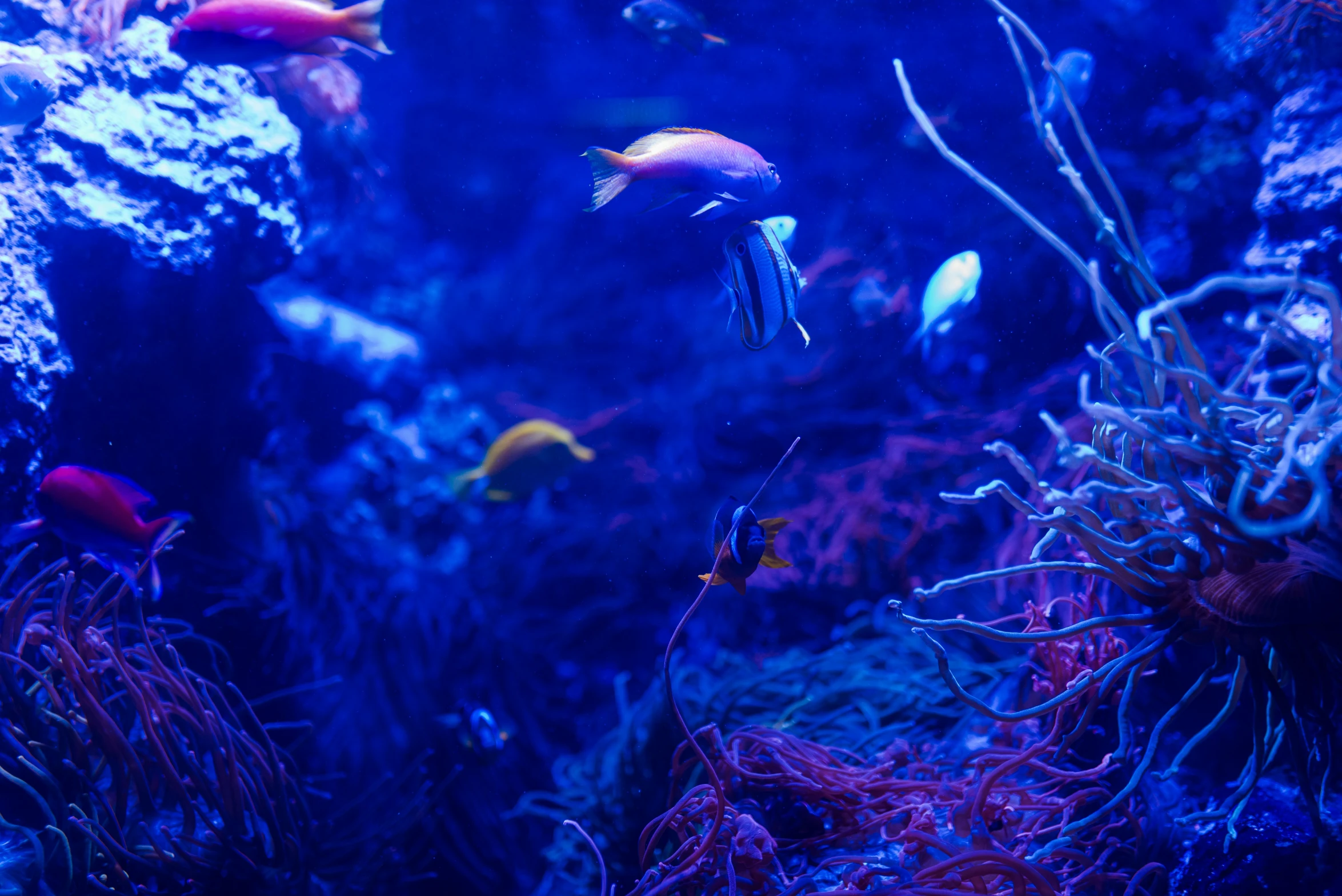 a fish in an aquarium with some coral