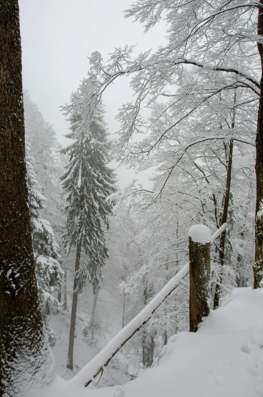 snow - covered trees and fence in an open area with the sky and clouds