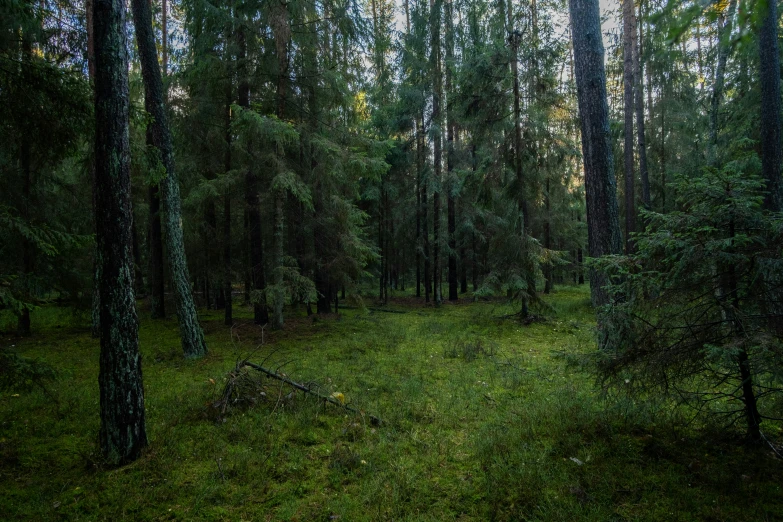 green pine forest with lush grass and lots of trees