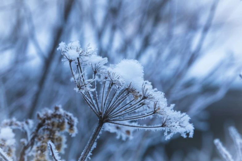 the leaves and stems of a frozen plant