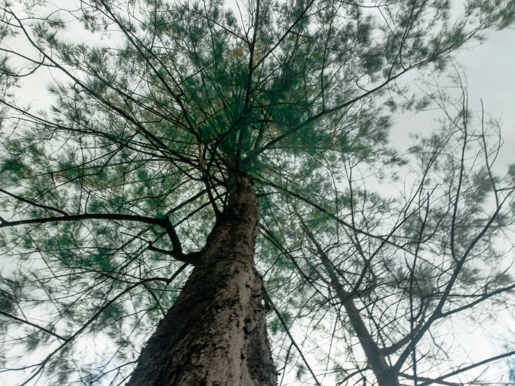 an upward view of a large tree with some leaves on it