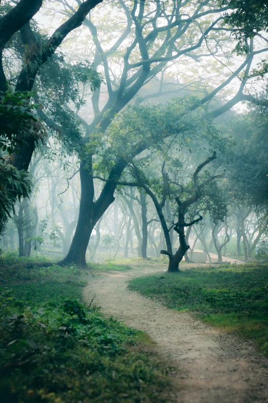 a trail through the trees leading to a bench in a park