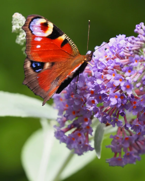 the erfly is sitting on the purple flowers