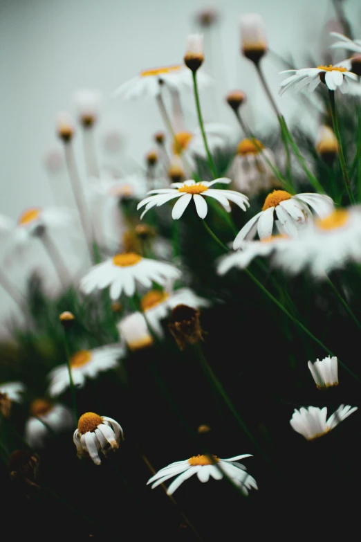 daisy flower stems blooming in front of the camera