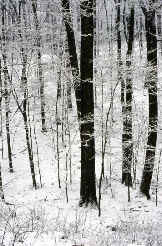 there are trees in the woods covered in snow