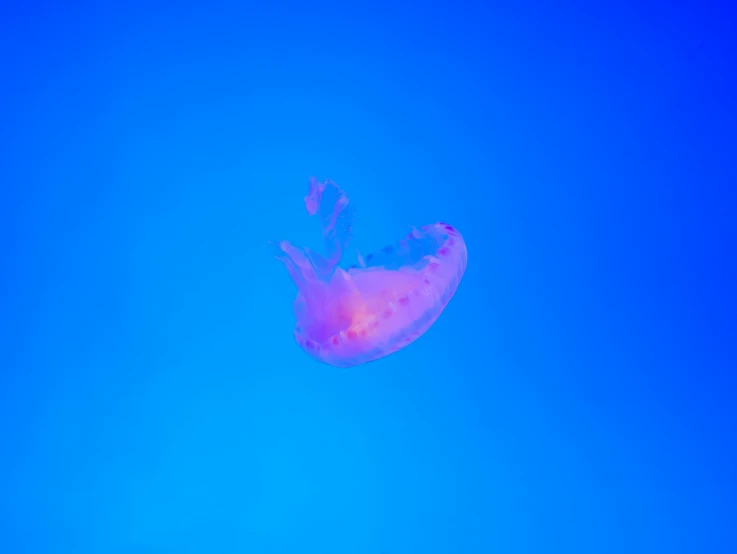 a jellyfish swimming in the ocean and looking up