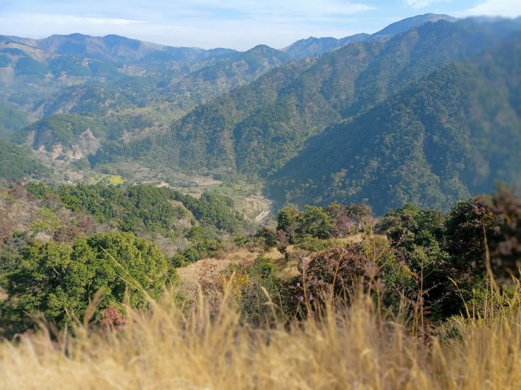 view from a hillside with some trees and mountains in the background