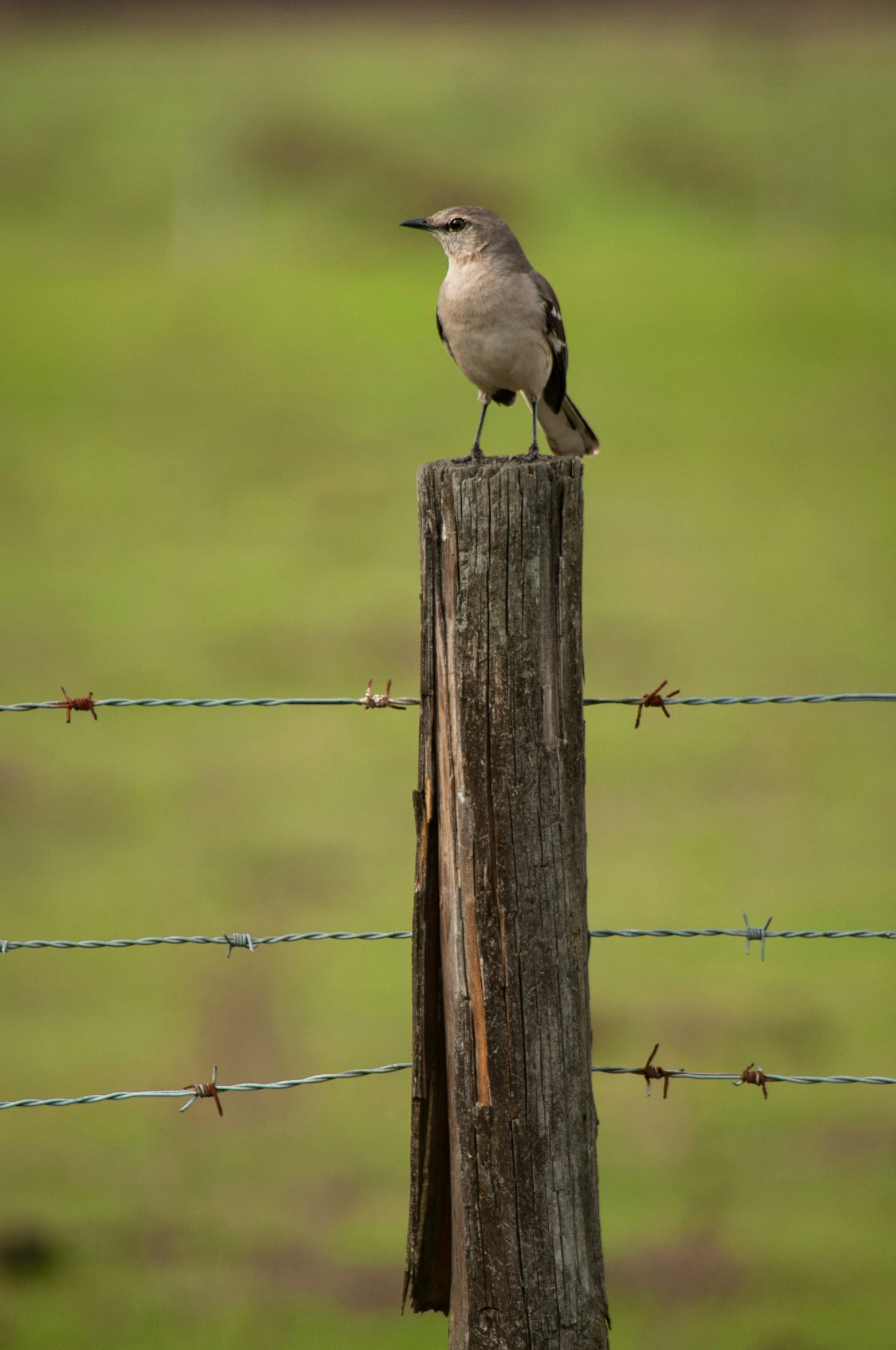 a bird sitting on top of a wooden post