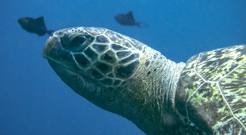 a sea turtle and three fish in the ocean