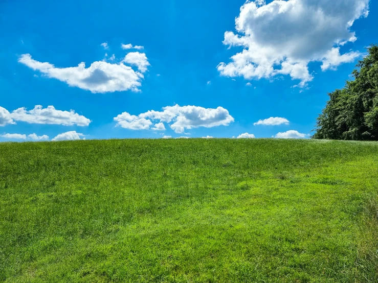 a bench sits on the grassy hill in front of trees