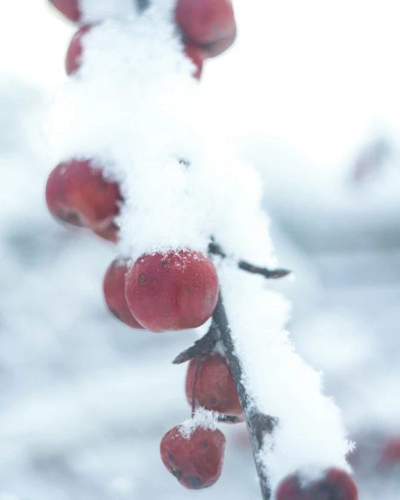 berries hanging from a nch under snow