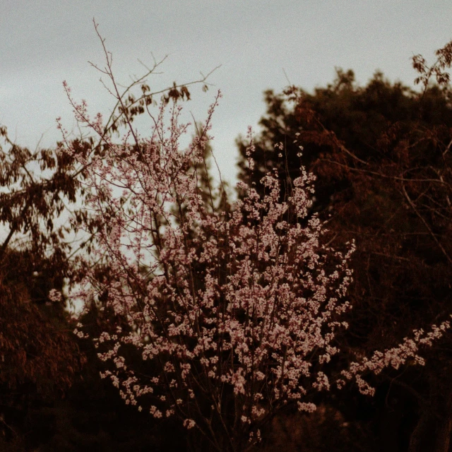 a view of a tree with pink flowers