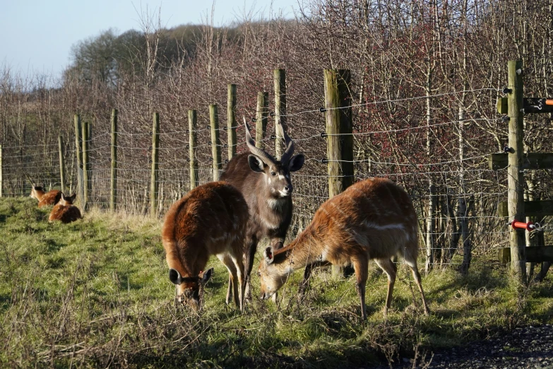 three deer eat from the grass in a field