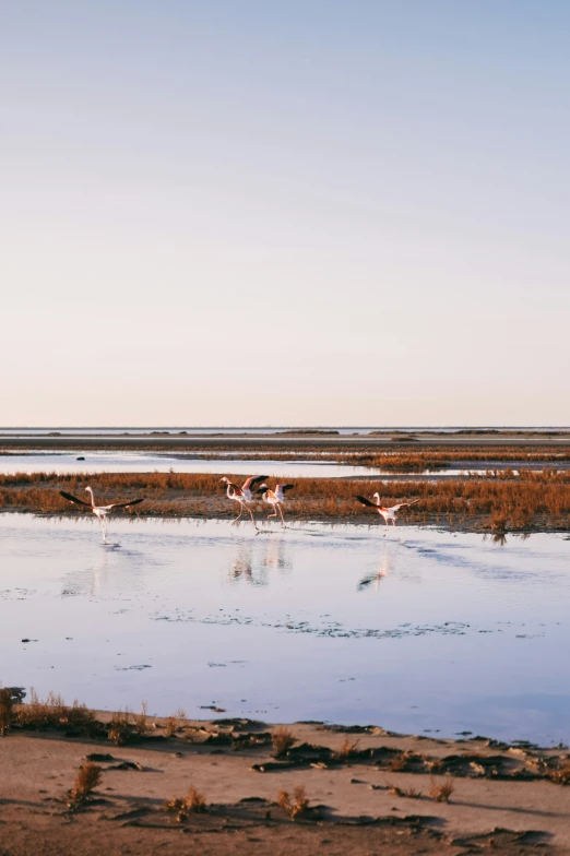 water with bird's walking around it on a marsh