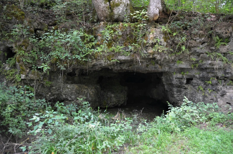 a cave is shown with plants growing out of the side