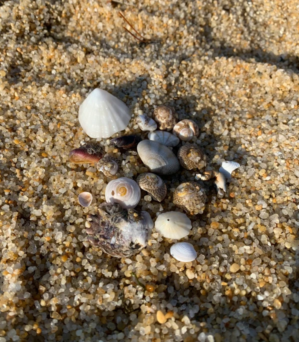 shells and other rocks on sand near water