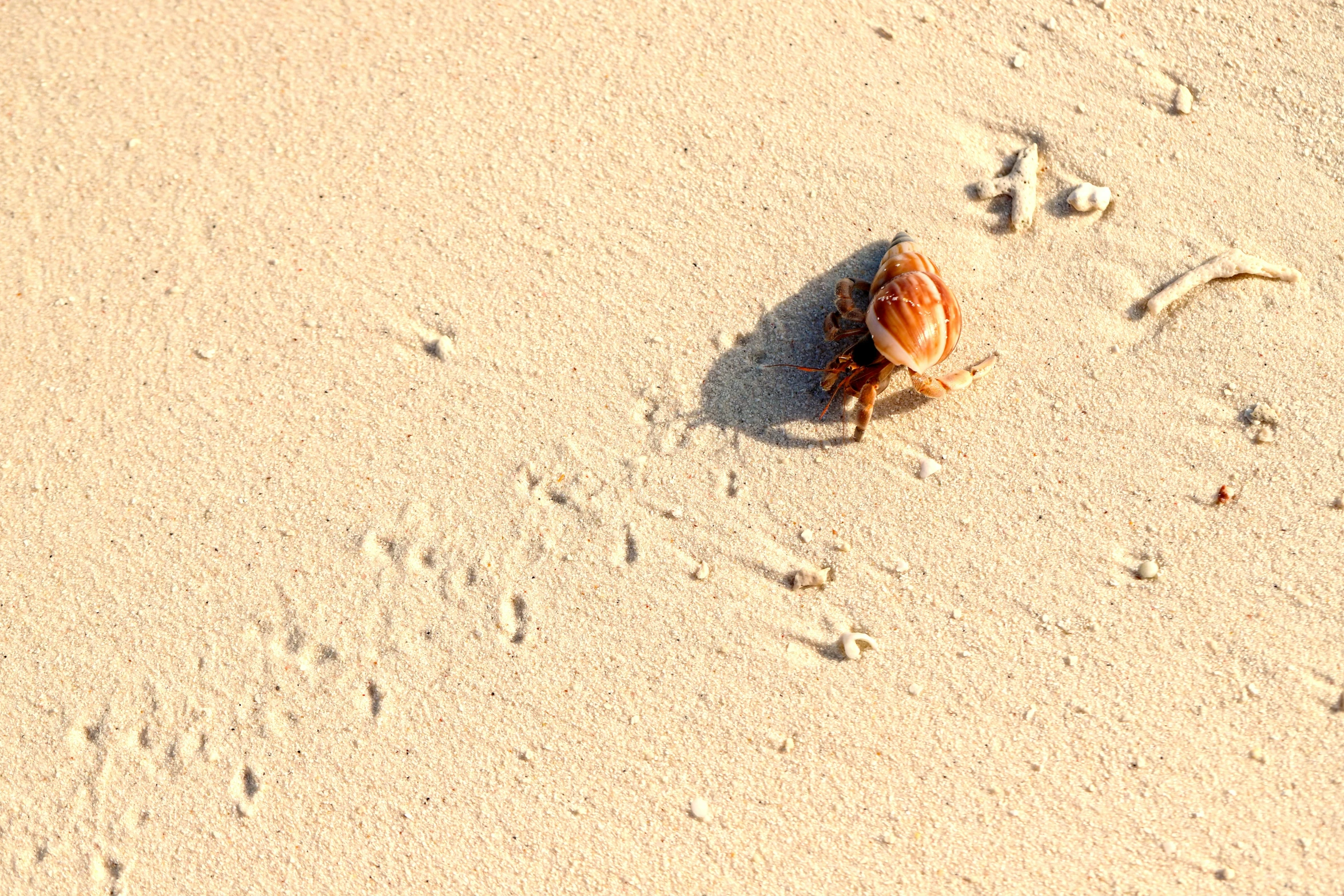 the sea shells are laying on the beach