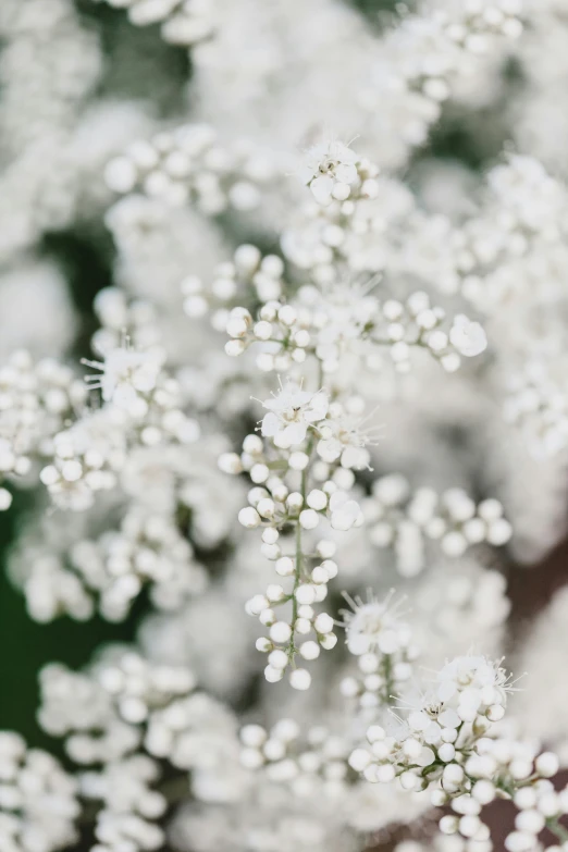 this is white flowers that are blooming in the field