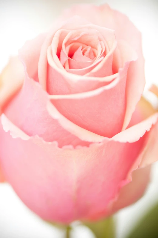 pink rose with light pink petals and large center flower