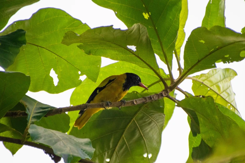 the bird is perched on the nch of a tree