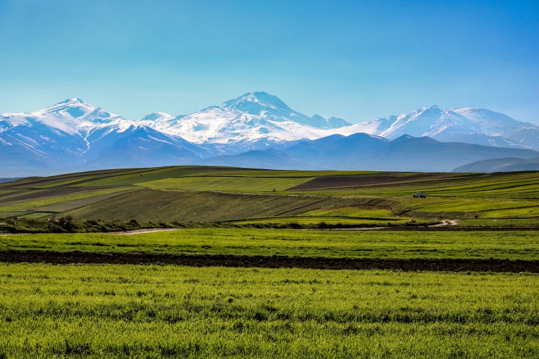 the sheep is grazing on a field in front of some mountains