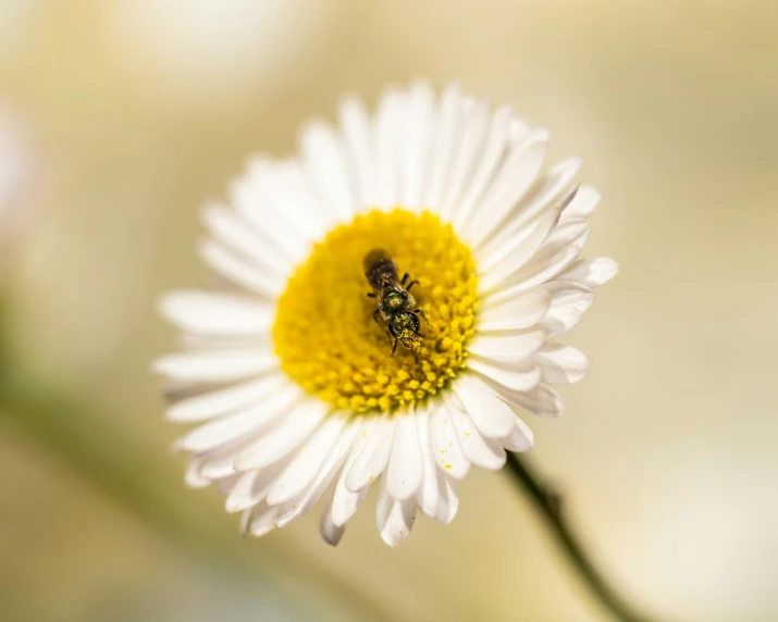the bee is on the white flower with yellow