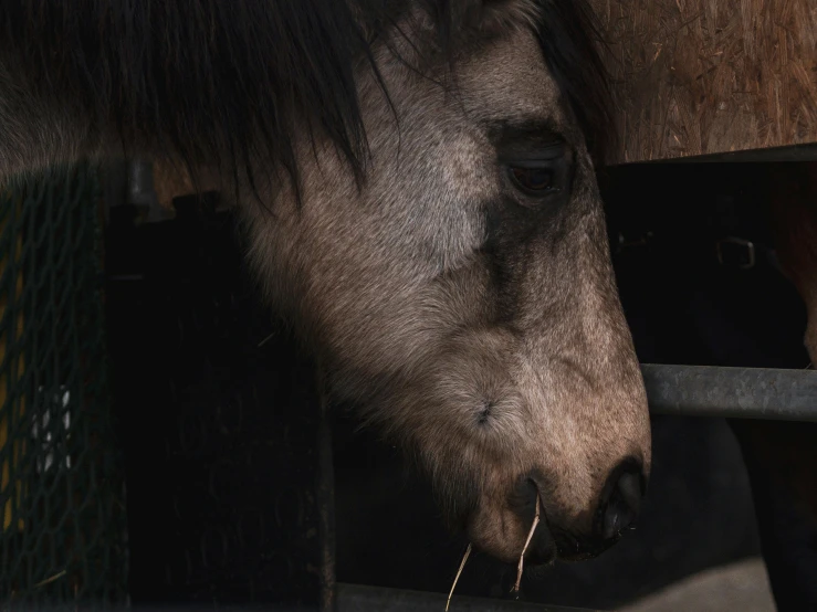 closeup of head and eye of a horse
