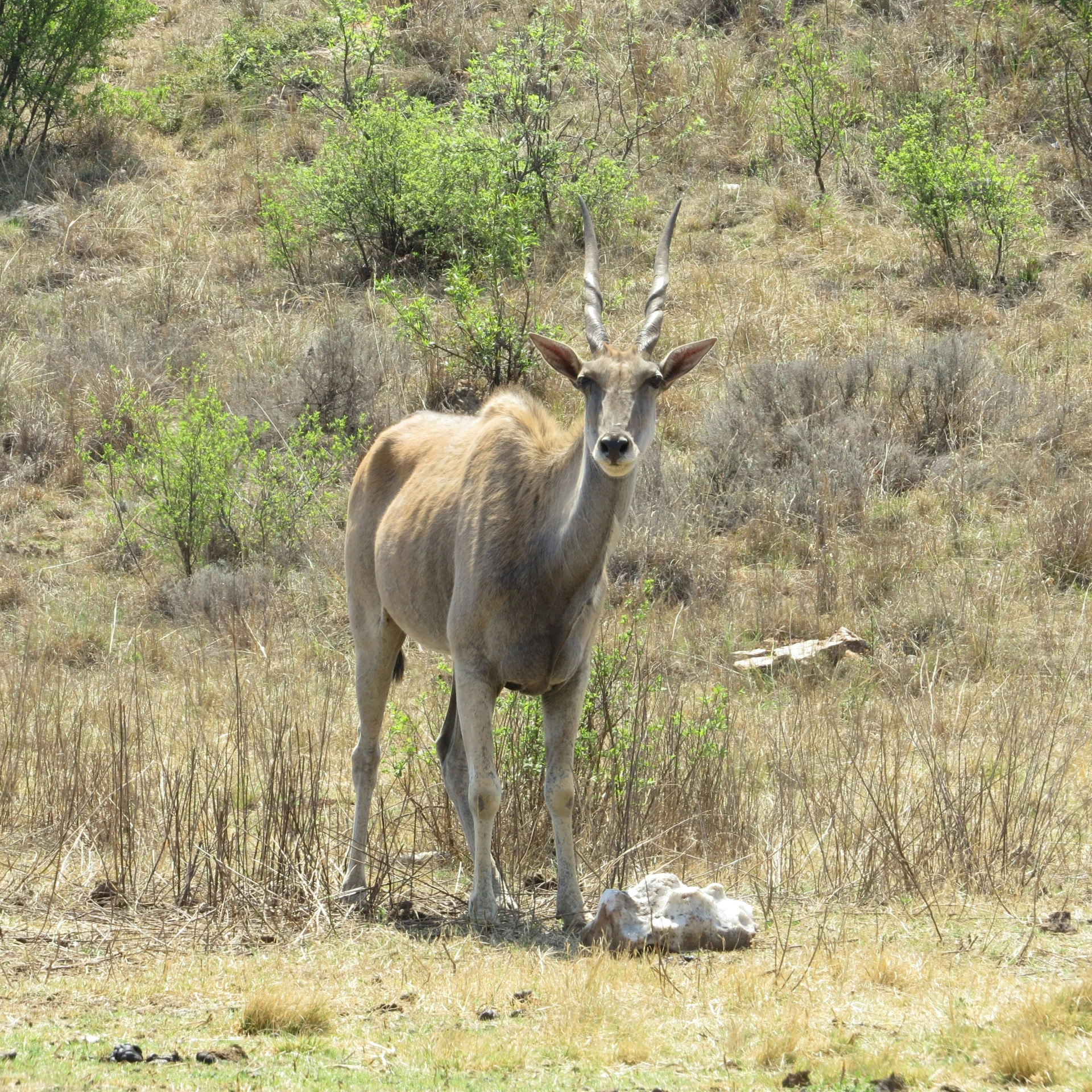 there is a antelope that is standing in the field